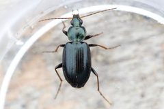 Agonum placidum by (c) Owen Strickland, some rights reserved (CC BY), uploaded by Owen Strickland. Used under a CC-BY license.