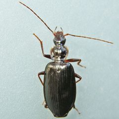 Platynus daviesi by (c) Bill Keim, some rights reserved (CC BY). Used under a CC-BY license.