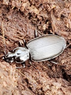 Platynus decentis by (c) Mark Richman, some rights reserved (CC BY), uploaded by Mark Richman. Used under a CC-BY license.