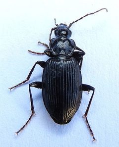 Platynus decentis by (c) jimeckert49, some rights reserved (CC BY). Used under a CC-BY license.