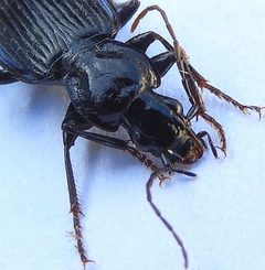 Platynus decentis by (c) jimeckert49, some rights reserved (CC BY). Used under a CC-BY license.