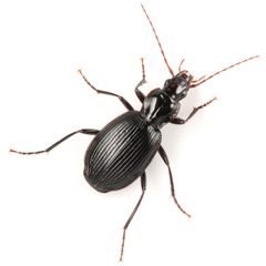 Platynus ovipennis by (c) Koji Shiraiwa, some rights reserved (CC BY), uploaded by Koji Shiraiwa. Used under a CC-BY license.