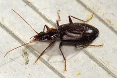 Platynus tenuicollis by (c) Nick Block, some rights reserved (CC BY), uploaded by Nick Block. Used under a CC-BY license.