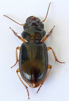 Polpochila erro by (c) jimeckert49, some rights reserved (CC BY). Used under a CC-BY license.