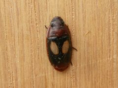 Pseudomorphini by (c) Donald Hobern, some rights reserved (CC BY). Used under a CC-BY license.