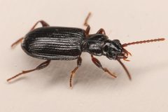 Psydrus piceus by (c) Trevor Van Loon, some rights reserved (CC BY), uploaded by Trevor Van Loon. Used under a CC-BY license.
