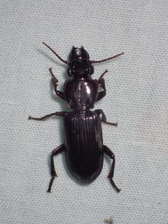 Morion monilicornis by (c) John P Friel, some rights reserved (CC BY), uploaded by John P Friel. Used under a CC-BY license.
