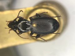 Pterostichus adoxus by no rights reserved, uploaded by Nick Bédard. Used under a CC0 license.