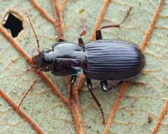 Pterostichus amethystinus by (c) Thilina Hettiarachchi, some rights reserved (CC BY), uploaded by Thilina Hettiarachchi. Used under a CC-BY license.