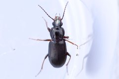 Pterostichus femoralis by (c) Owen Strickland, some rights reserved (CC BY), uploaded by Owen Strickland. Used under a CC-BY license.