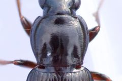 Pterostichus femoralis by (c) Owen Strickland, some rights reserved (CC BY), uploaded by Owen Strickland. Used under a CC-BY license.