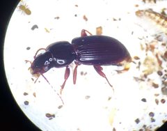 Pterostichus sayanus by (c) Derek Hennen, some rights reserved (CC BY), uploaded by Derek Hennen. Used under a CC-BY license.