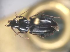 Pterostichus tenuis by no rights reserved, uploaded by Nick Bédard. Used under a CC0 license.