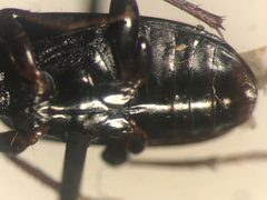 Pterostichus tenuis by no rights reserved, uploaded by Nick Bédard. Used under a CC0 license.
