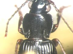 Pterostichus tenuis by no rights reserved, uploaded by Nick Bédard. Used under a CC0 license.