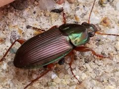 Poecilus lucublandus by (c) Tyler Bishop, some rights reserved (CC BY), uploaded by Tyler Bishop. Used under a CC-BY license.