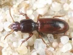 Clivina collaris by (c) anonymous, some rights reserved (CC BY). Used under a CC-BY license.