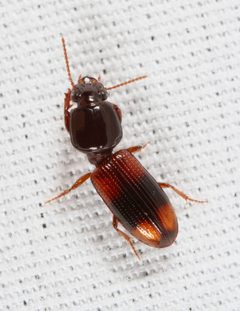 Paraclivina bipustulata by (c) Joshua Ebright, some rights reserved (CC BY), uploaded by Joshua Ebright. Used under a CC-BY license.