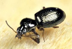 Dyschirius dejeanii by no rights reserved, uploaded by John Sankey. Used under a CC0 license.