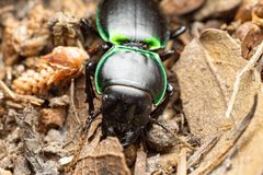 Pasimachus viridans by (c) Jake Nitta, some rights reserved (CC BY), uploaded by Jake Nitta. Used under a CC-BY license.
