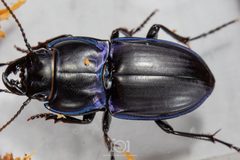Pasimachus subsulcatus by no rights reserved, uploaded by Lyn Roueche. Used under a CC0 license.