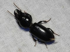Scarites lissopterus by (c) Sam Kieschnick, some rights reserved (CC BY), uploaded by Sam Kieschnick. Used under a CC-BY license.