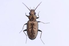 Bembidion cheyennense by (c) Owen Strickland, some rights reserved (CC BY), uploaded by Owen Strickland. Used under a CC-BY license.