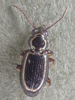 Bembidion dyschirinum by (c) Trevor Van Loon, some rights reserved (CC BY), uploaded by Trevor Van Loon. Used under a CC-BY license.