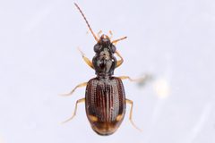 Bembidion frontale by (c) Owen Strickland, some rights reserved (CC BY), uploaded by Owen Strickland. Used under a CC-BY license.