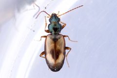Bembidion obscurellum by (c) Owen Strickland, some rights reserved (CC BY), uploaded by Owen Strickland. Used under a CC-BY license.