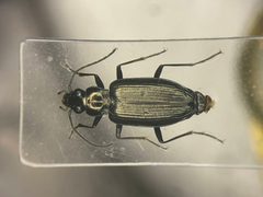 Bembidion planatum by no rights reserved, uploaded by Nick Bédard. Used under a CC0 license.