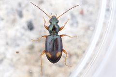 Bembidion scopulinum by (c) Owen Strickland, some rights reserved (CC BY), uploaded by Owen Strickland. Used under a CC-BY license.