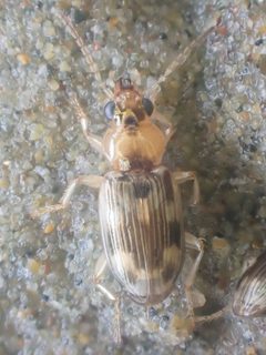 Bembidion tigrinum by (c) Trevor Van Loon, some rights reserved (CC BY), uploaded by Trevor Van Loon. Used under a CC-BY license.