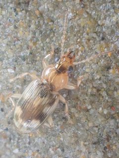 Bembidion tigrinum by (c) Trevor Van Loon, some rights reserved (CC BY), uploaded by Trevor Van Loon. Used under a CC-BY license.