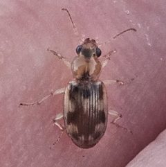 Bembidion tigrinum by (c) Bennett Grappone, some rights reserved (CC BY), uploaded by Bennett Grappone. Used under a CC-BY license.