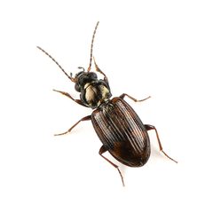 Bembidion timidum by (c) Koji Shiraiwa, some rights reserved (CC BY), uploaded by Koji Shiraiwa. Used under a CC-BY license.