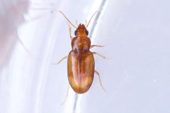 Elaphropus dolosus by (c) Owen Strickland, some rights reserved (CC BY), uploaded by Owen Strickland. Used under a CC-BY license.