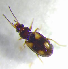 Elaphropus by (c) carnifex, some rights reserved (CC BY), uploaded by carnifex. Used under a CC-BY license.