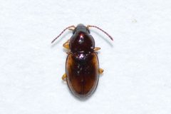Elaphropus incurvus by (c) Owen Strickland, some rights reserved (CC BY), uploaded by Owen Strickland. Used under a CC-BY license.