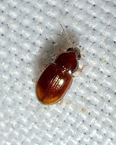 Elaphropus xanthopus by (c) Joshua Ebright, some rights reserved (CC BY), uploaded by Joshua Ebright. Used under a CC-BY license.