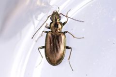 Bembidion antiquum by (c) Owen Strickland, some rights reserved (CC BY), uploaded by Owen Strickland. Used under a CC-BY license.