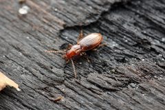 Bembidion laticeps by (c) Evrytte Carlson, some rights reserved (CC BY), uploaded by Evrytte Carlson. Used under a CC-BY license.