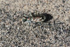 Cicindela arenicola by (c) Will Richardson, some rights reserved (CC BY), uploaded by Will Richardson. Used under a CC-BY license.