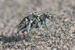 Cicindela arenicola by (c) Will Richardson, some rights reserved (CC BY), uploaded by Will Richardson. Used under a CC-BY license.