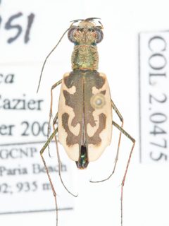 Ellipsoptera nevadica by no rights reserved, uploaded by Robbie Hannawacker. Used under a CC0 license.