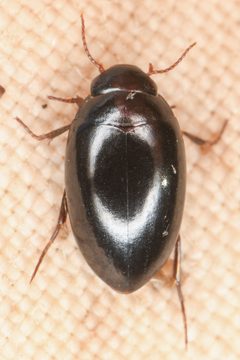 Agabinus glabrellus by (c) Trevor Van Loon, some rights reserved (CC BY), uploaded by Trevor Van Loon. Used under a CC-BY license.