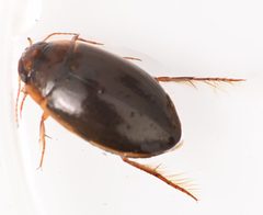 Agabus austinii by no rights reserved, uploaded by Mike Palmer. Used under a CC0 license.