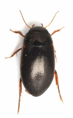 Agabus strigulosus by no rights reserved, uploaded by Mike Palmer. Used under a CC0 license.