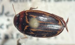 Agabus taeniolatus by (c) Matthew Pintar, some rights reserved (CC BY), uploaded by Matthew Pintar. Used under a CC-BY license.