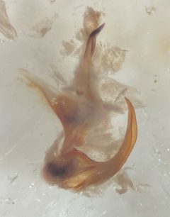 Agabus anthracinus by (c) Matthew Pintar, some rights reserved (CC BY), uploaded by Matthew Pintar. Used under a CC-BY license.